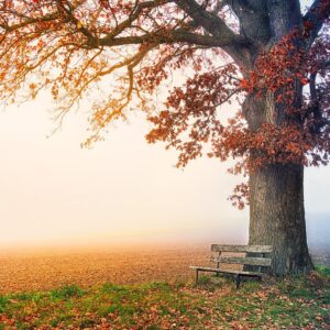 tree, park bench, autumn-6792528.jpg